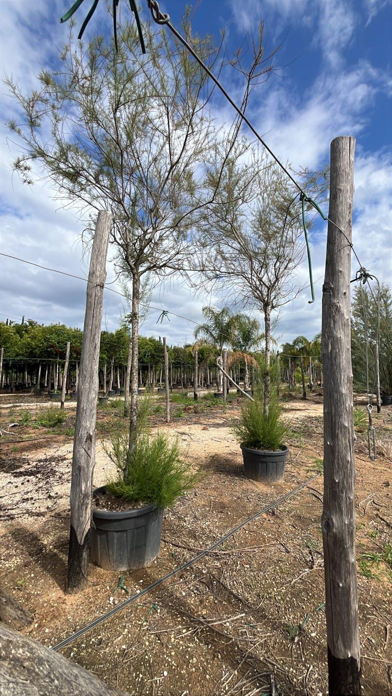 TAMARIX RAMOSISSIMA RUBRA Tamerice rosso
