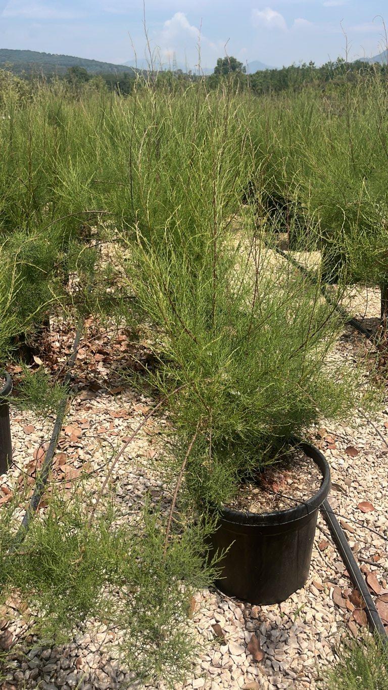 TAMARIX RAMOSISSIMA Tamerice rosso