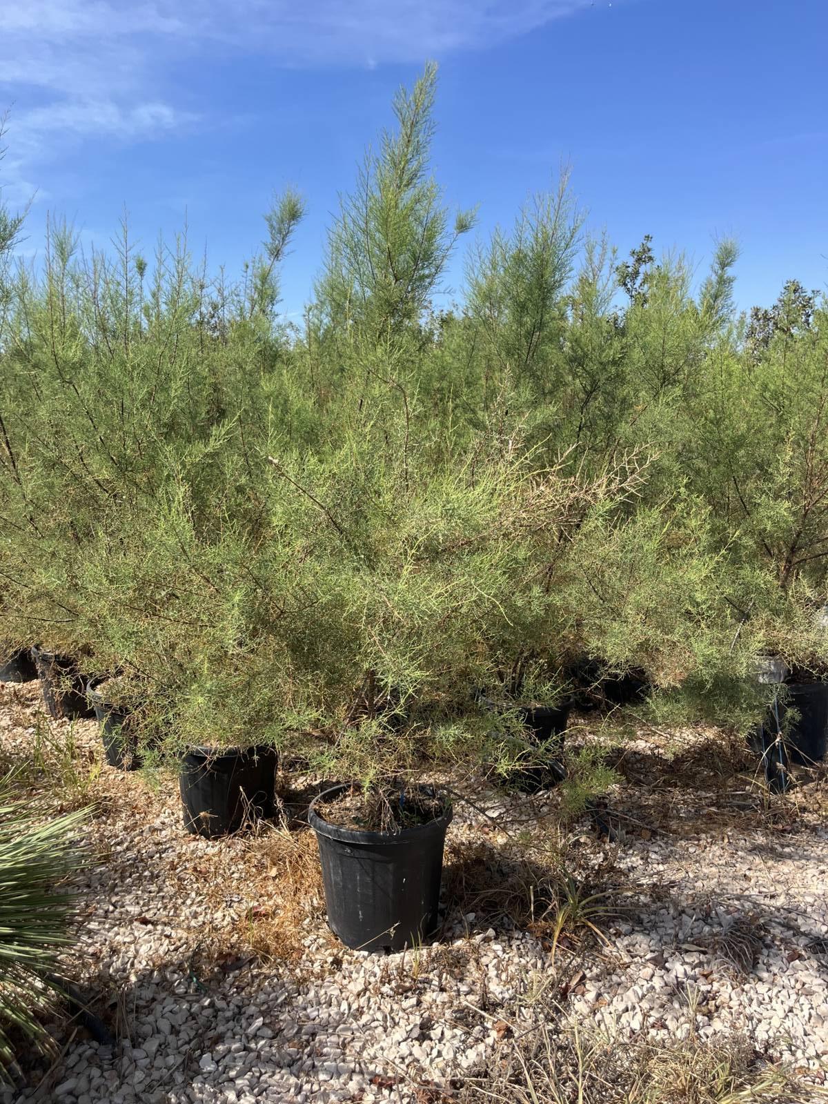 TAMARIX RAMOSISSIMA Tamerice rosso