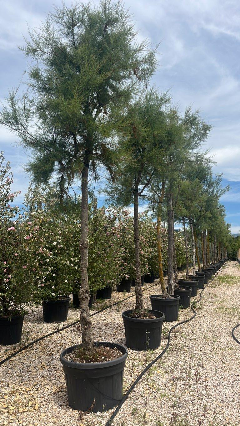 TAMARIX RAMOSISSIMA Tamerice rosso