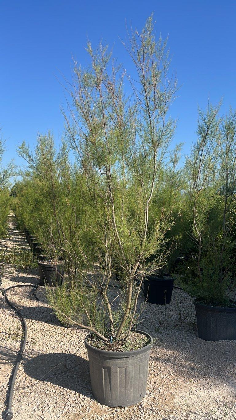 TAMARIX RAMOSISSIMA Tamerice rosso