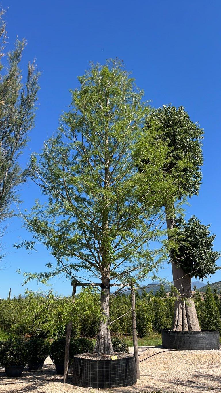 TAXODIUM DISTICHUM Cipresso calvo, Cipresso delle paludi, Taxodio