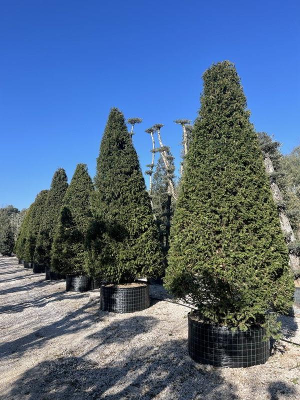 TAXUS BACCATA Tasso