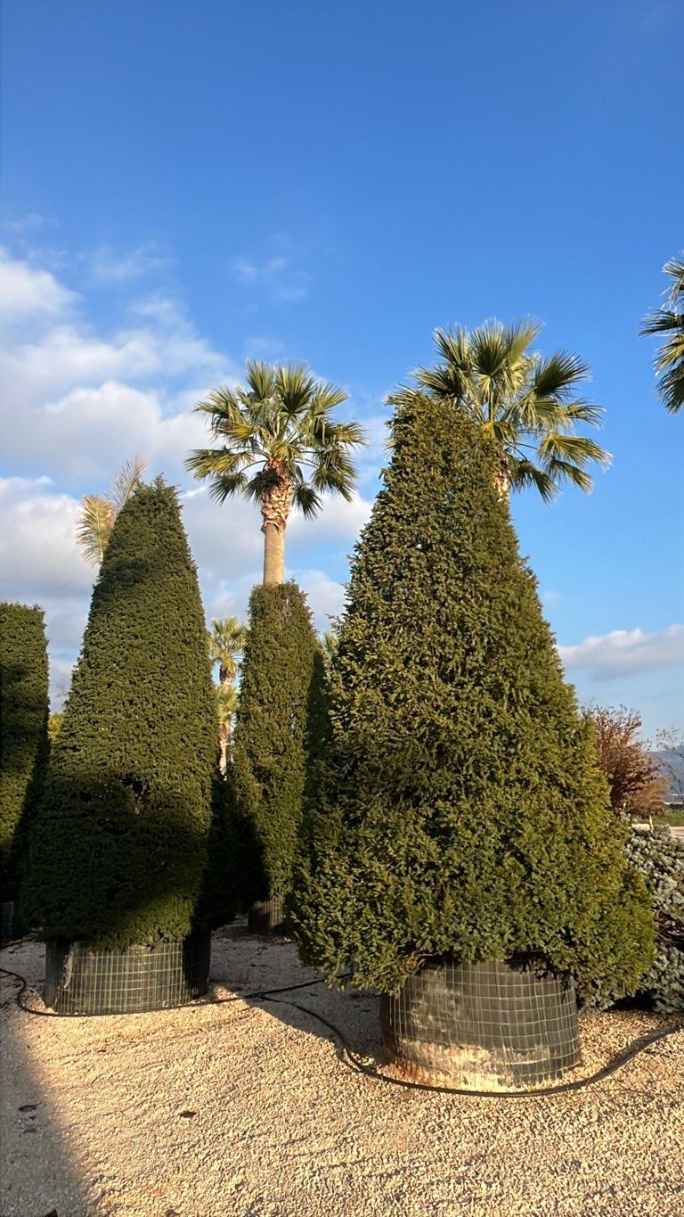 TAXUS BACCATA Tasso