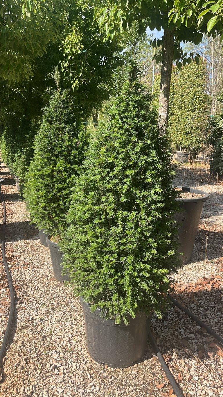 TAXUS BACCATA Tasso