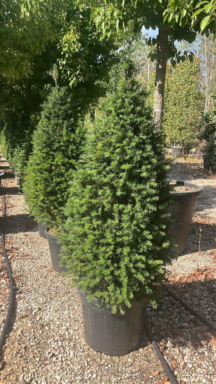 TAXUS BACCATA Tasso