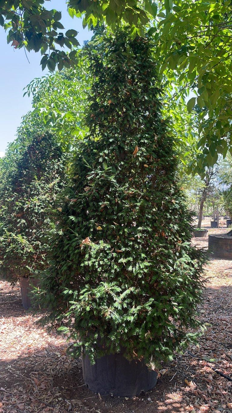 TAXUS BACCATA Tasso