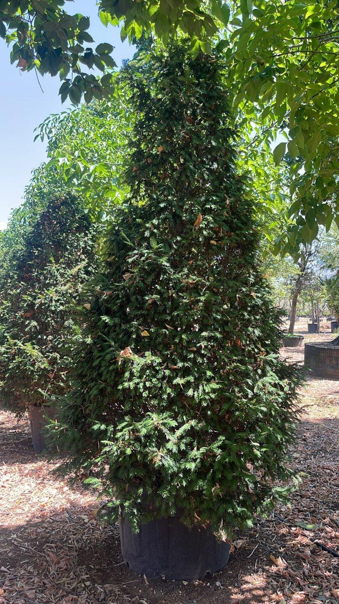 TAXUS BACCATA Tasso