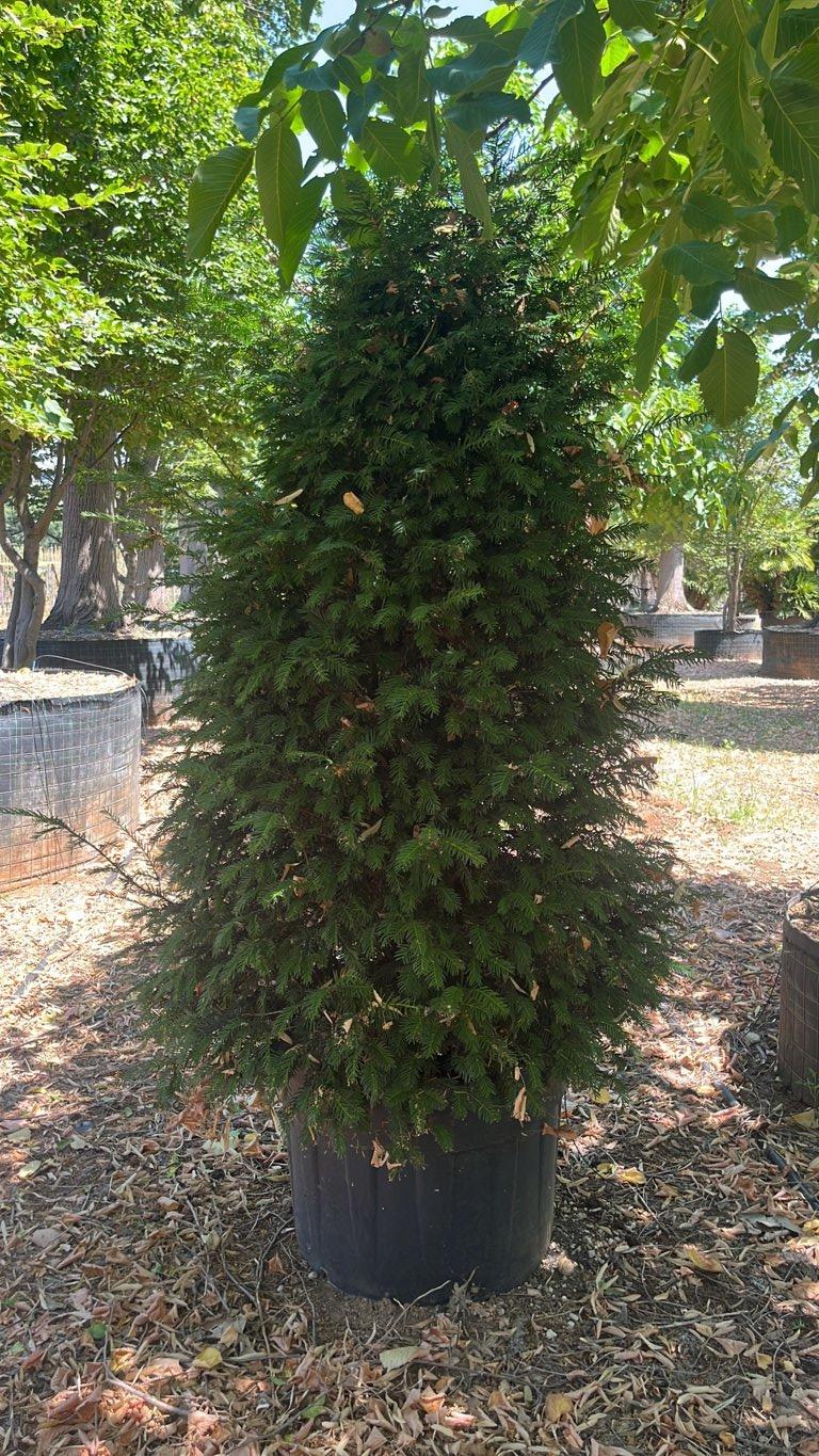 TAXUS BACCATA Tasso