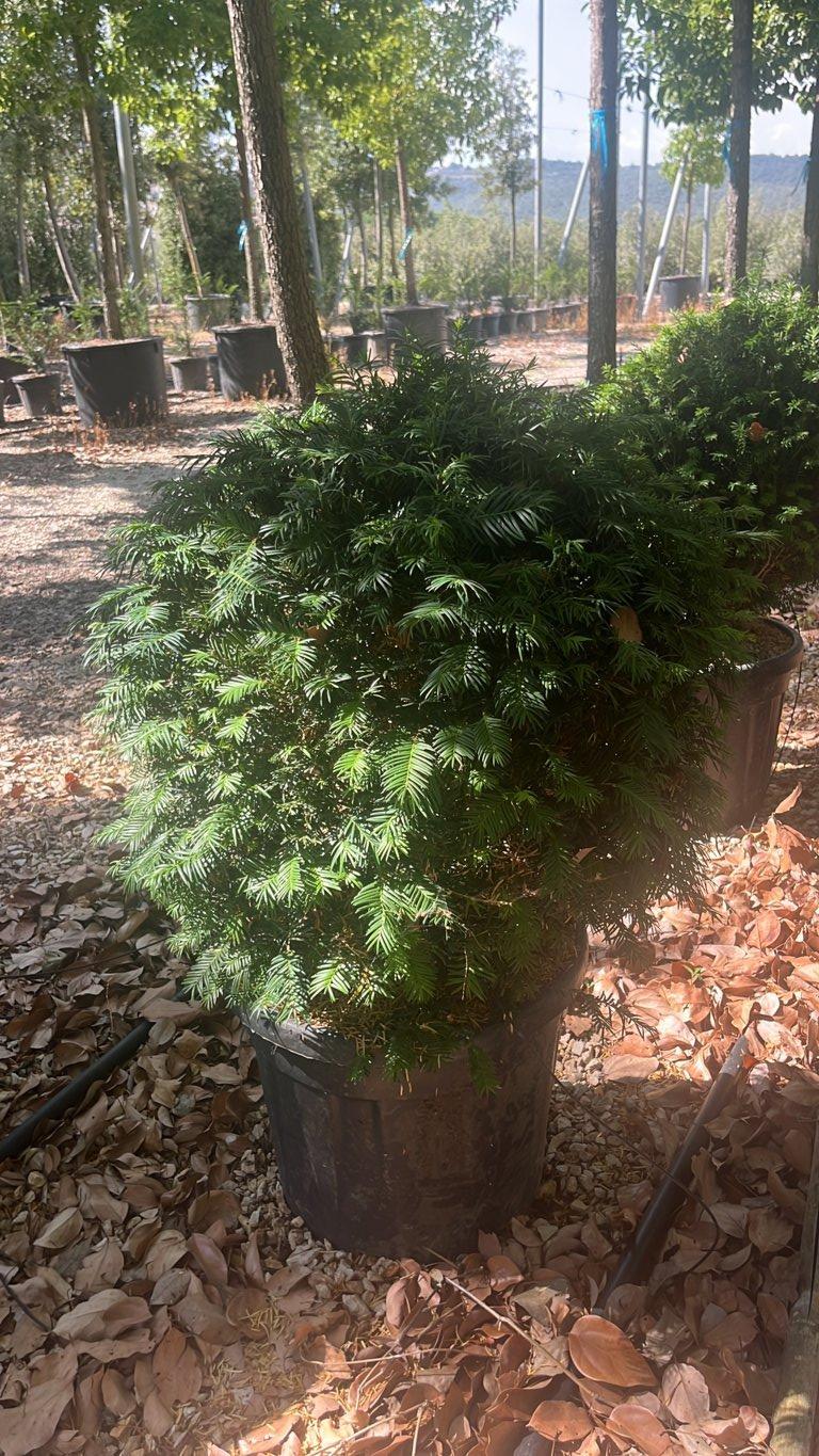 TAXUS BACCATA Tasso
