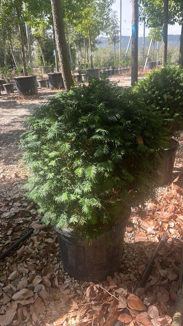 TAXUS BACCATA Tasso