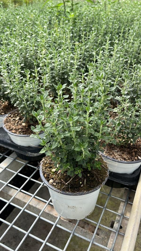 TEUCRIUM CHAMAEDRYS Camedrio comune, Camedrio germandrea