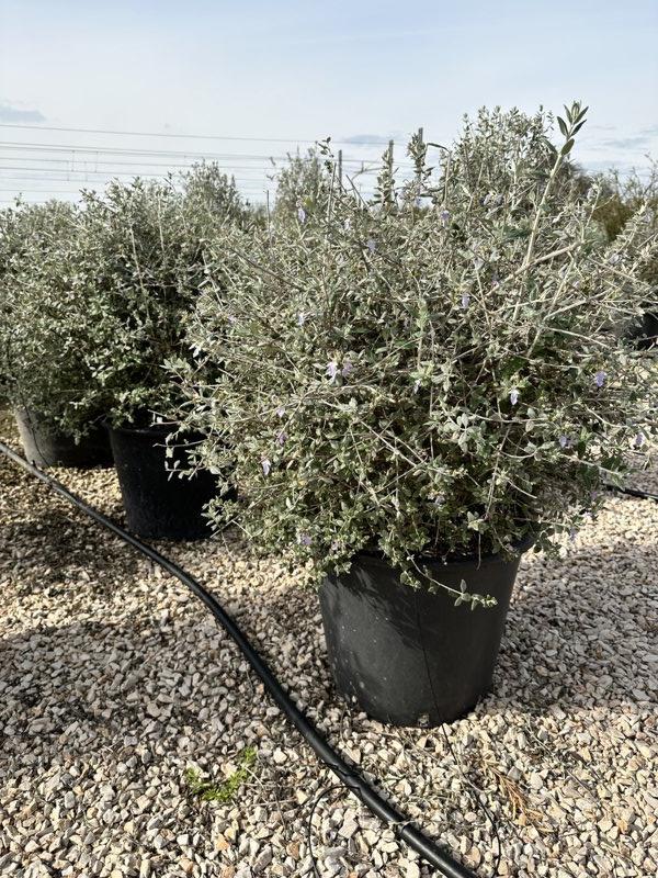 TEUCRIUM FRUTICANS AZUREUM camedrio femmina