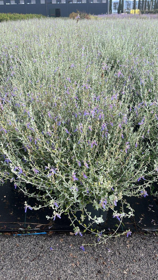 TEUCRIUM FRUTICANS AZUREUM camedrio femmina