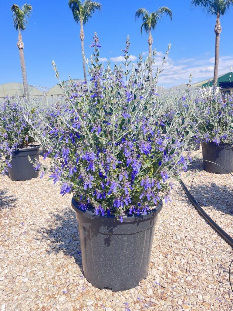 TEUCRIUM FRUTICANS AZUREUM camedrio femmina