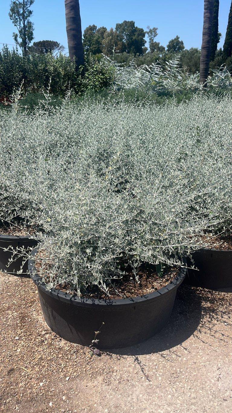 TEUCRIUM FRUTICANS AZUREUM camedrio femmina