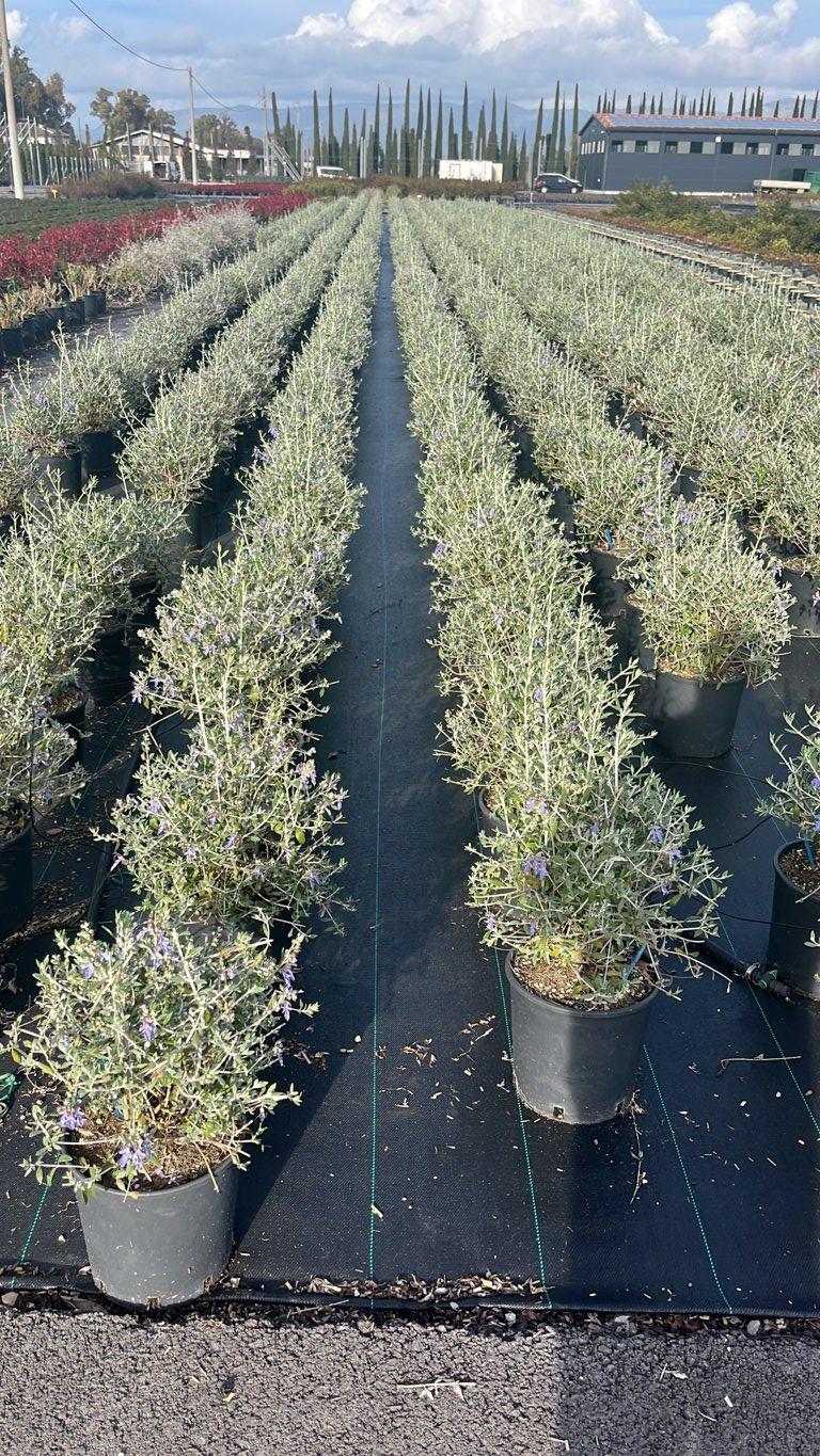 TEUCRIUM FRUTICANS camedrio femmina