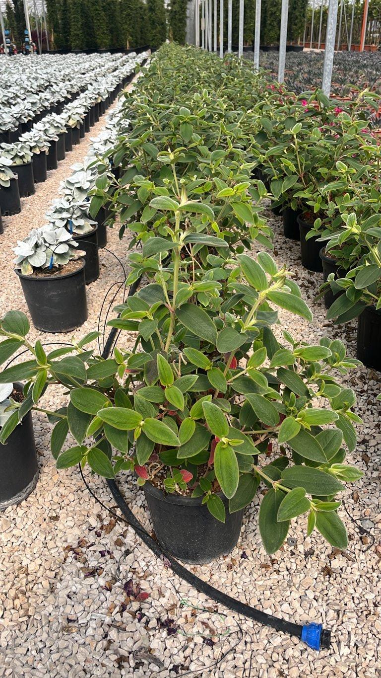 TIBOUCHINA URVILLEANA Tibouchina