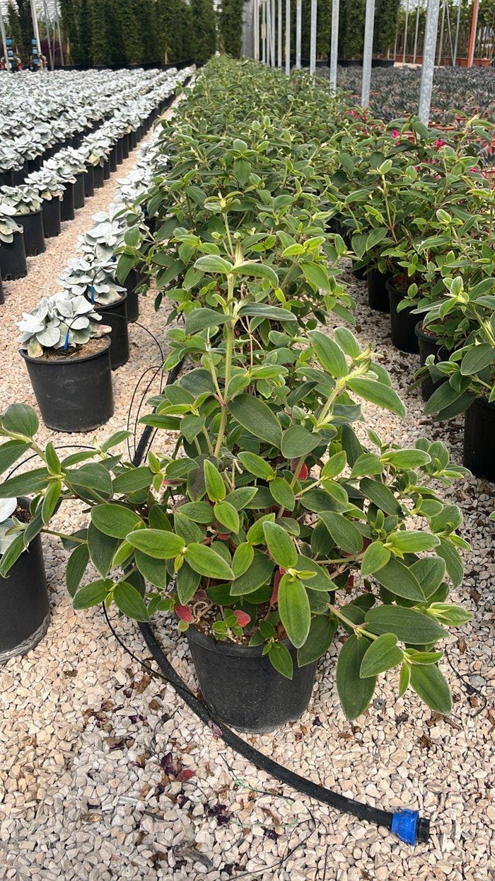 TIBOUCHINA URVILLEANA Tibouchina