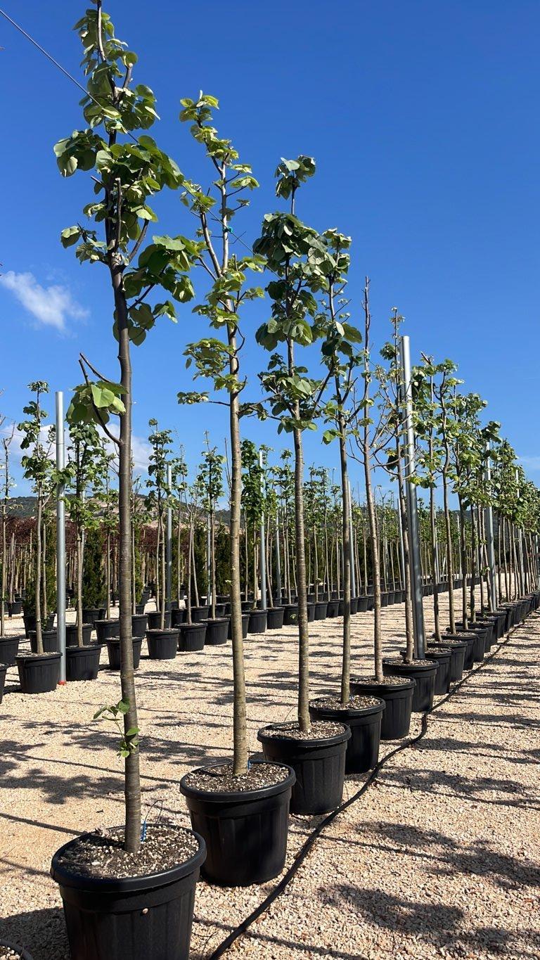 TILIA AMERICANA Tiglio americano , Tiglio basswood