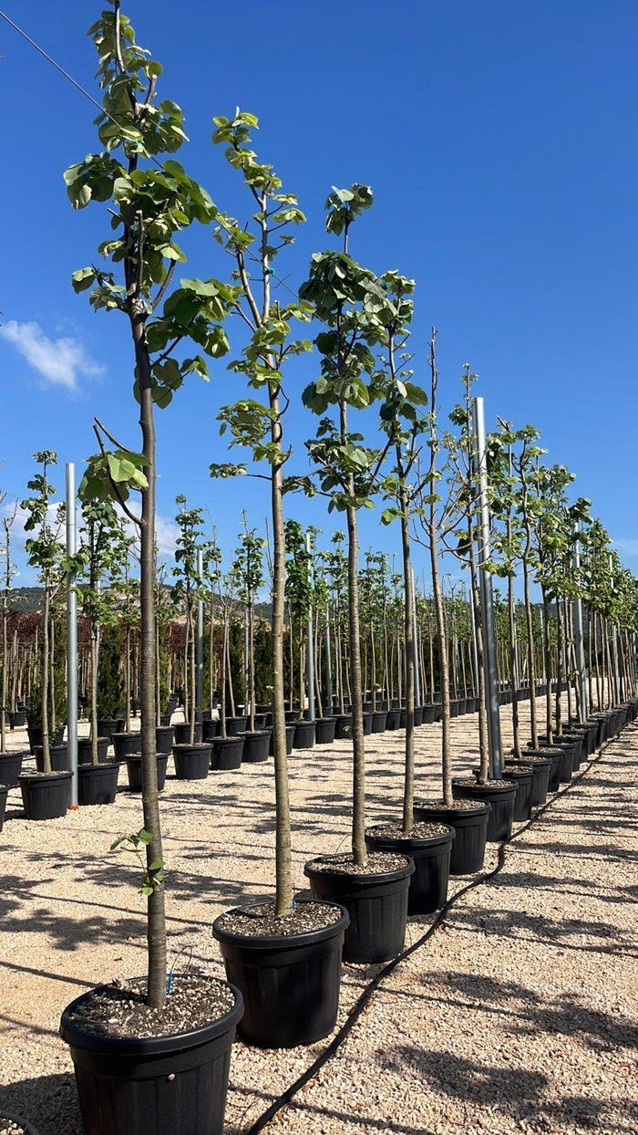 TILIA AMERICANA Tiglio americano , Tiglio basswood