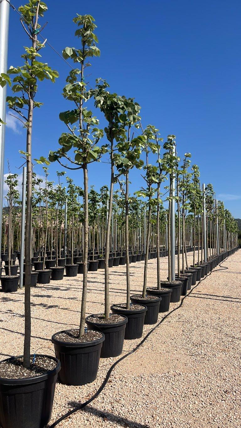 TILIA AMERICANA Tiglio americano , Tiglio basswood