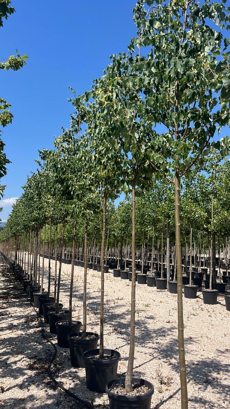 TILIA CORDATA GREENSPIRE Tiglio a foglia stretta