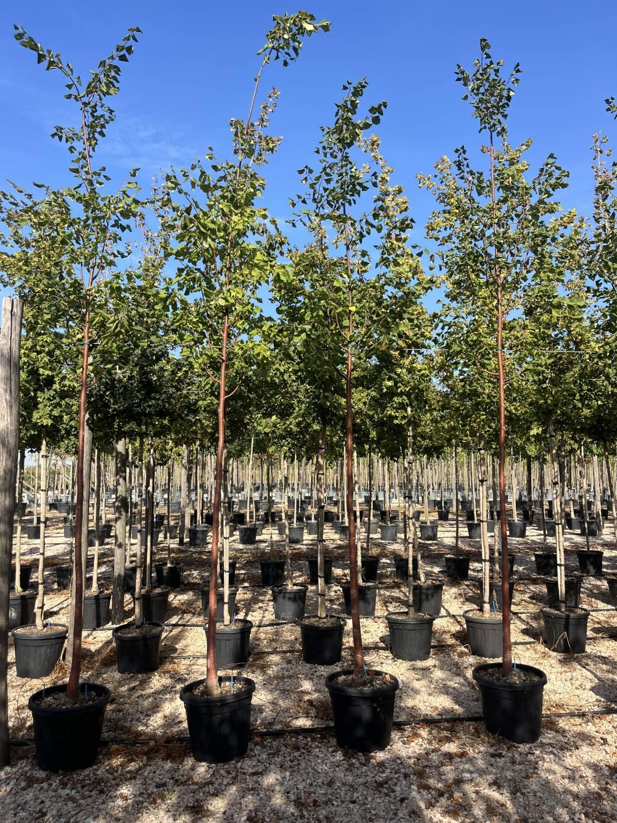 TILIA CORDATA GREENSPIRE Tiglio a foglia stretta
