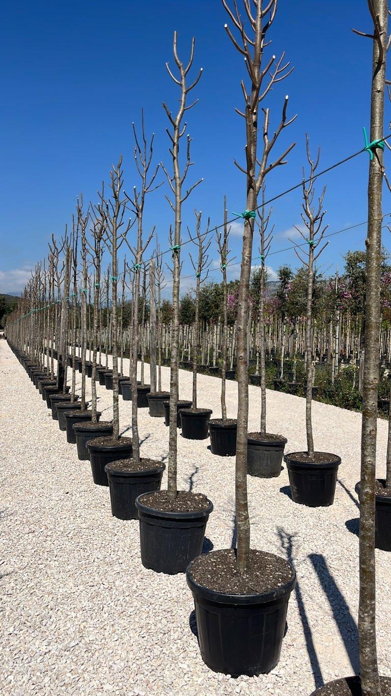 TILIA CORDATA GREENSPIRE Tiglio a foglia stretta