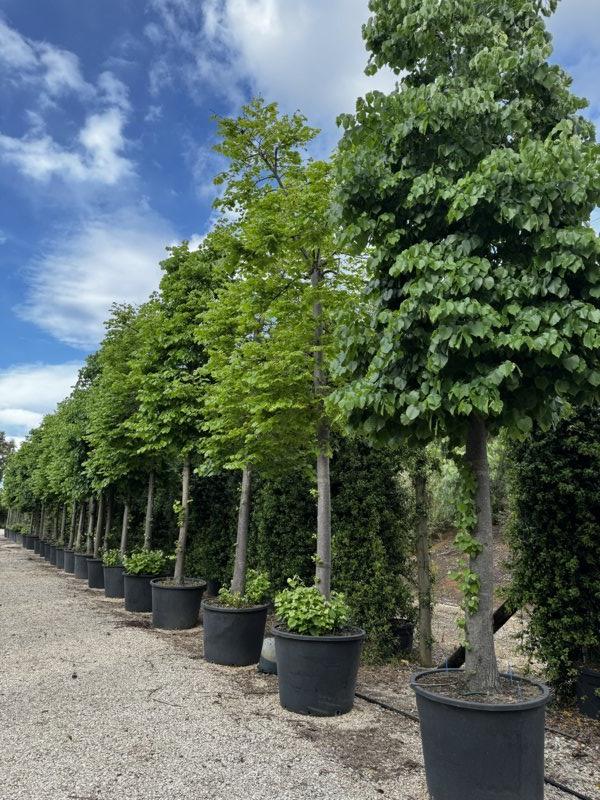 TILIA CORDATA Tiglio a foglia stretta