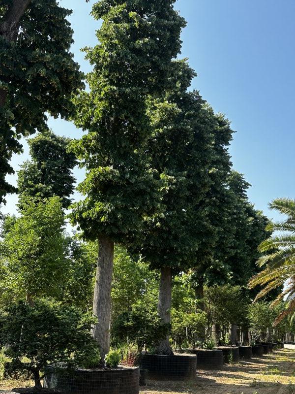 TILIA CORDATA Tiglio a foglia stretta