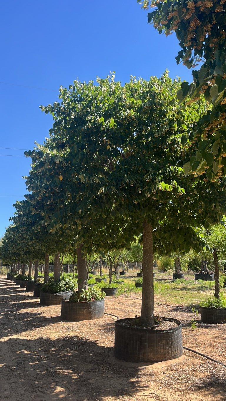 TILIA CORDATA Tiglio a foglia stretta