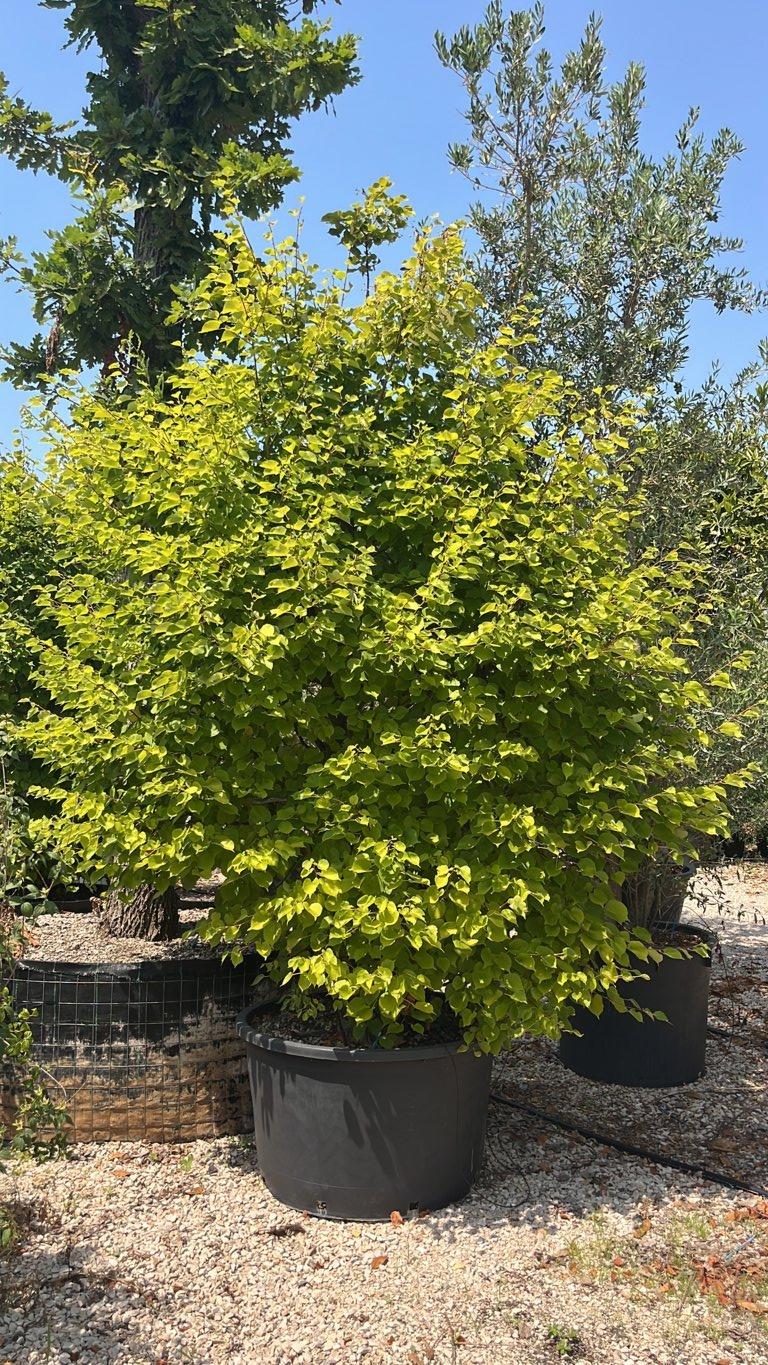 TILIA CORDATA Tiglio a foglia stretta