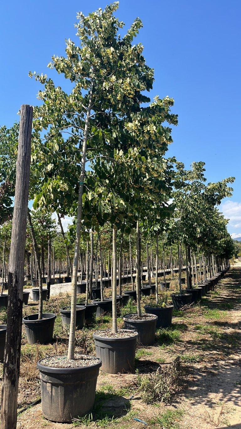 TILIA HYBRIDA ARGENTEA Tiglio argentato