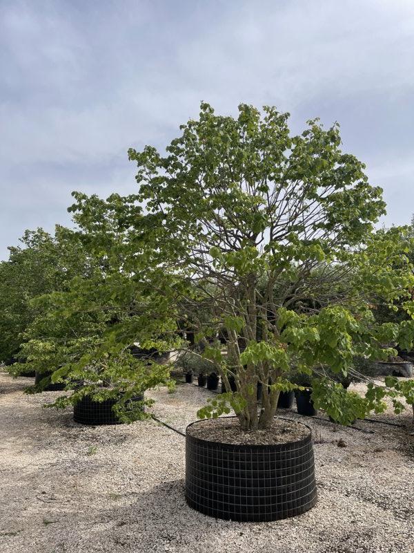 TILIA PLATYPHYLLOS OREBRO Tiglio