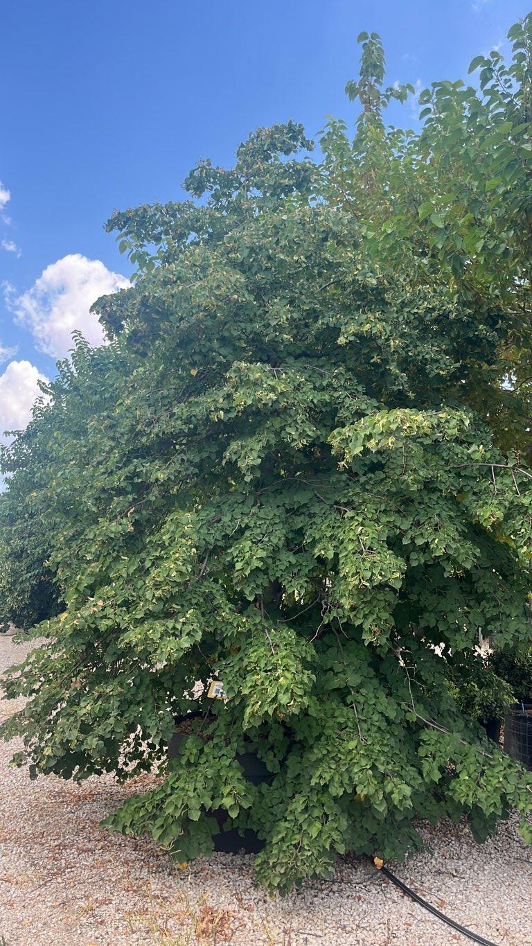 TILIA PLATYPHYLLOS OREBRO Tiglio