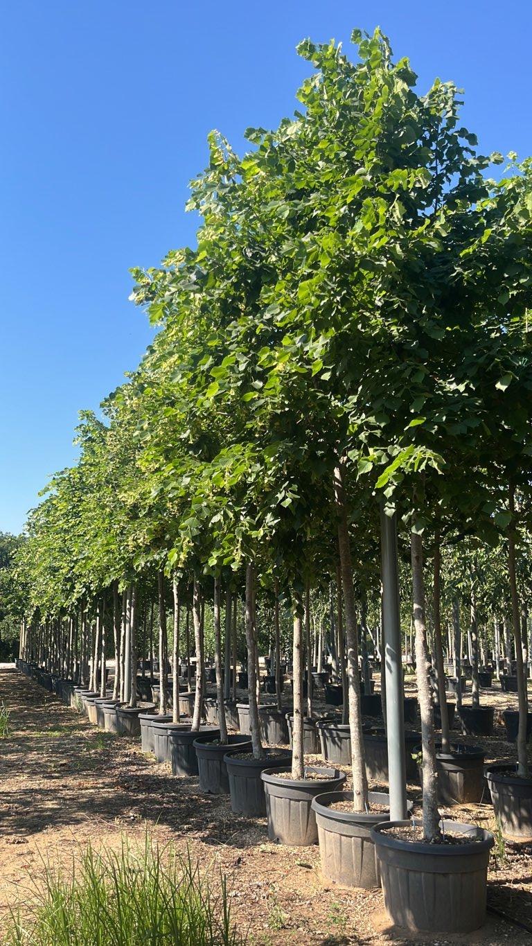 TILIA PLATYPHYLLOS Tiglio