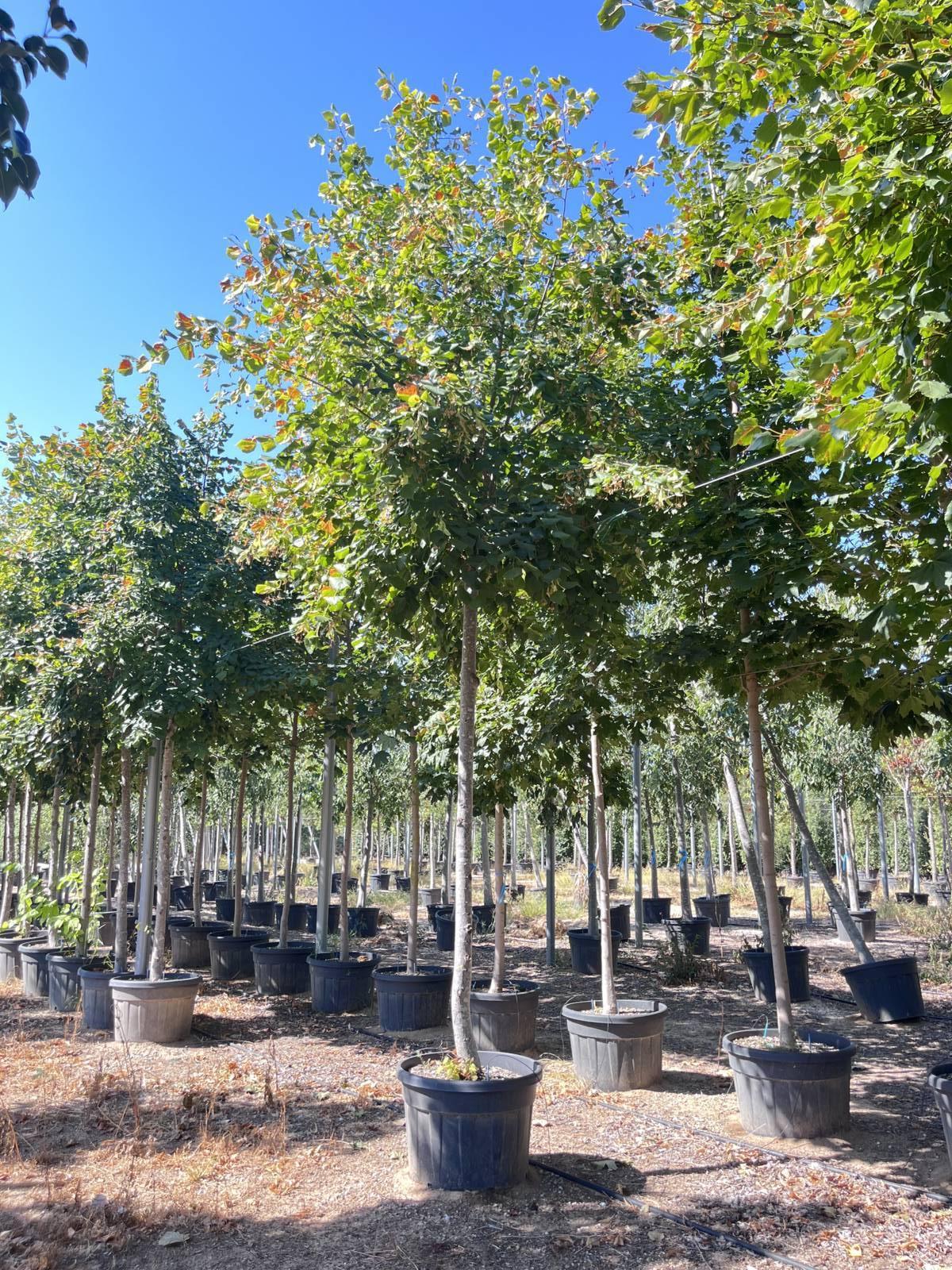 TILIA PLATYPHYLLOS Tiglio