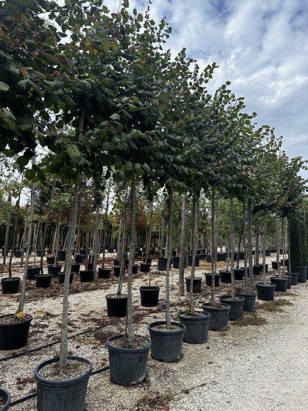 TILIA PLATYPHYLLOS Tiglio