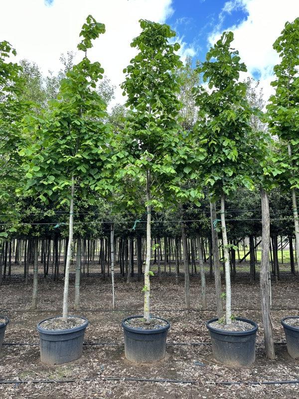 TILIA PLATYPHYLLOS Tiglio
