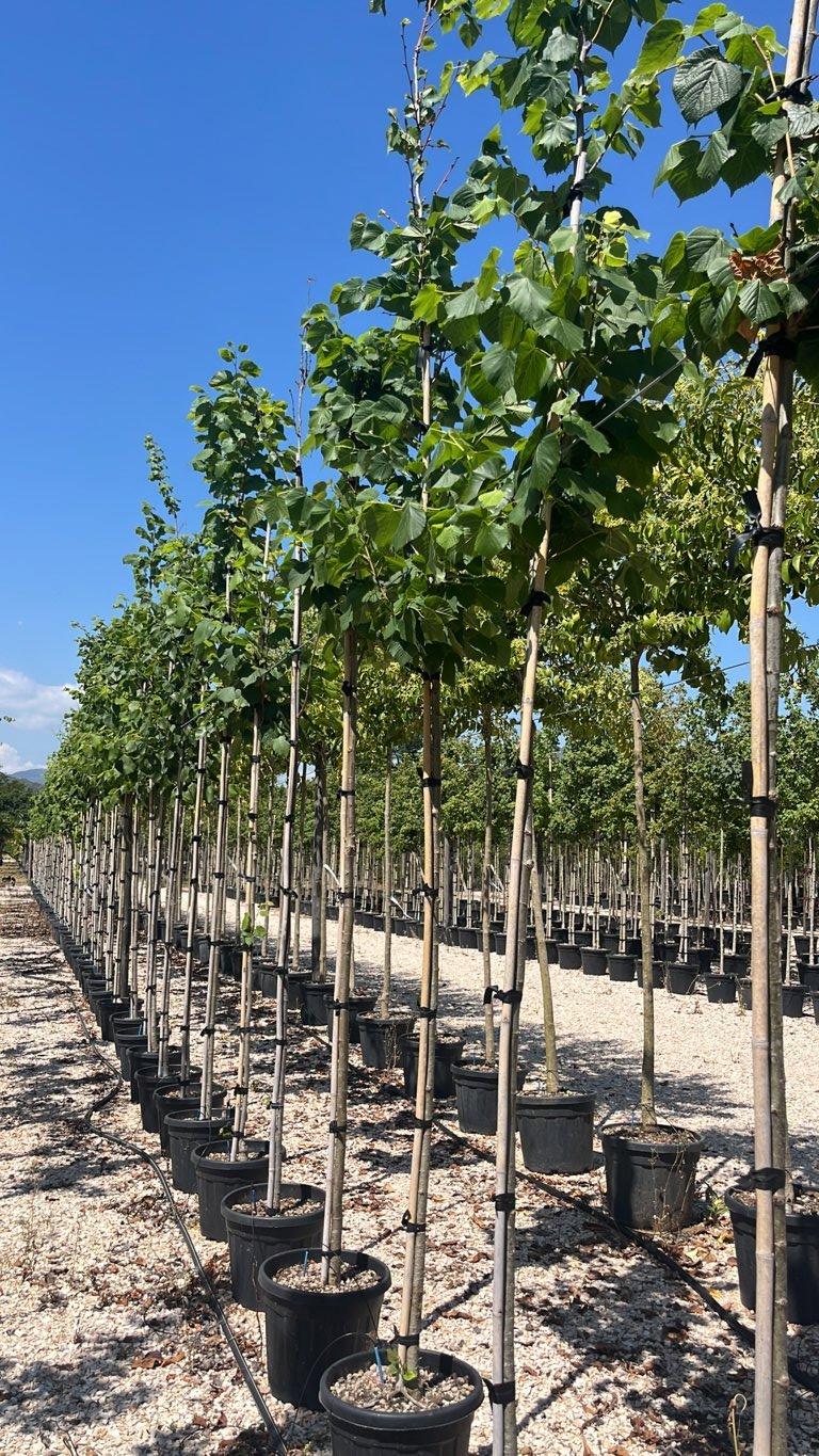 TILIA PLATYPHYLLOS Tiglio