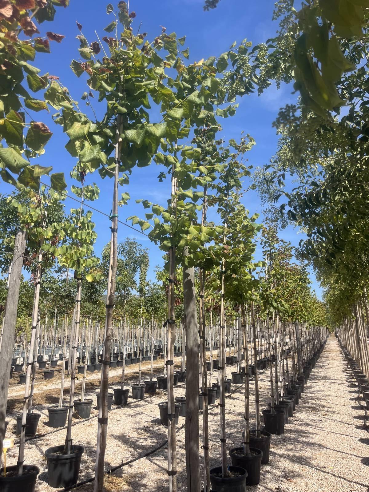 TILIA PLATYPHYLLOS Tiglio