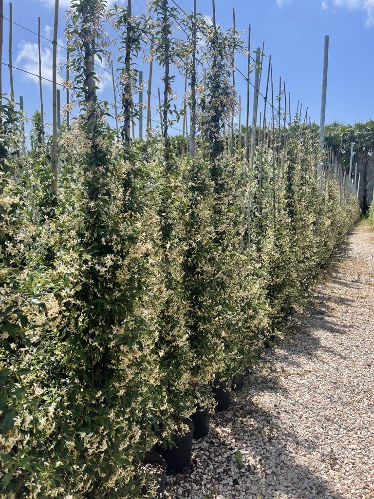 TRACHELOSPERMUM JASMINOIDES PINK SHOWER Ringosperma