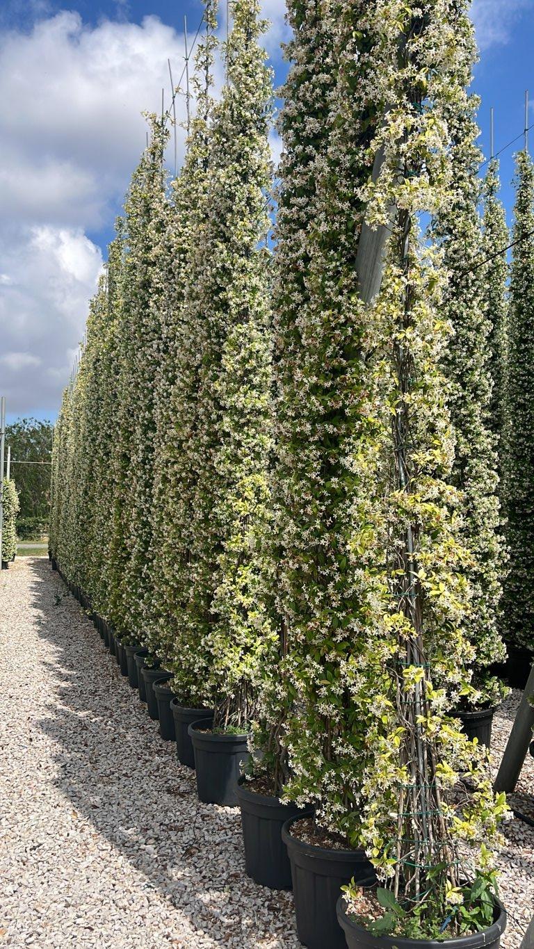 TRACHELOSPERMUM JASMINOIDES Ringosperma