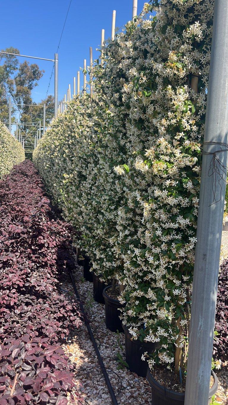 TRACHELOSPERMUM JASMINOIDES Ringosperma