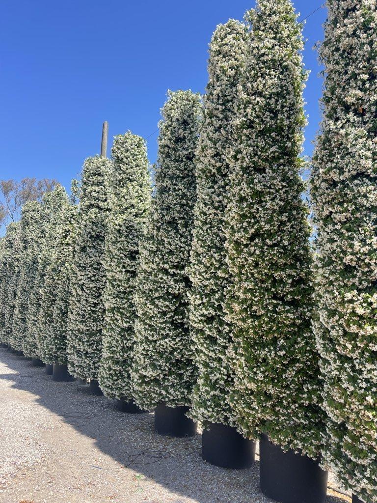 TRACHELOSPERMUM JASMINOIDES Ringosperma