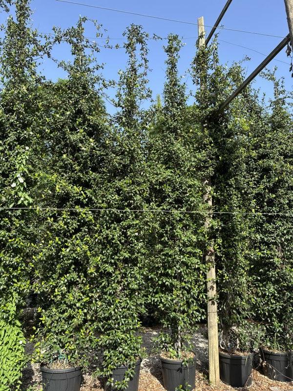 TRACHELOSPERMUM JASMINOIDES Ringosperma