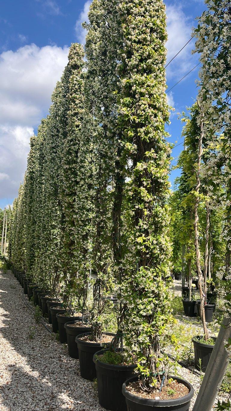 TRACHELOSPERMUM JASMINOIDES Ringosperma