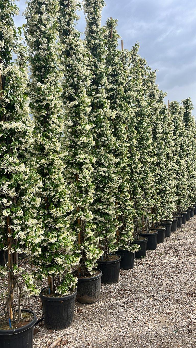 TRACHELOSPERMUM JASMINOIDES Ringosperma