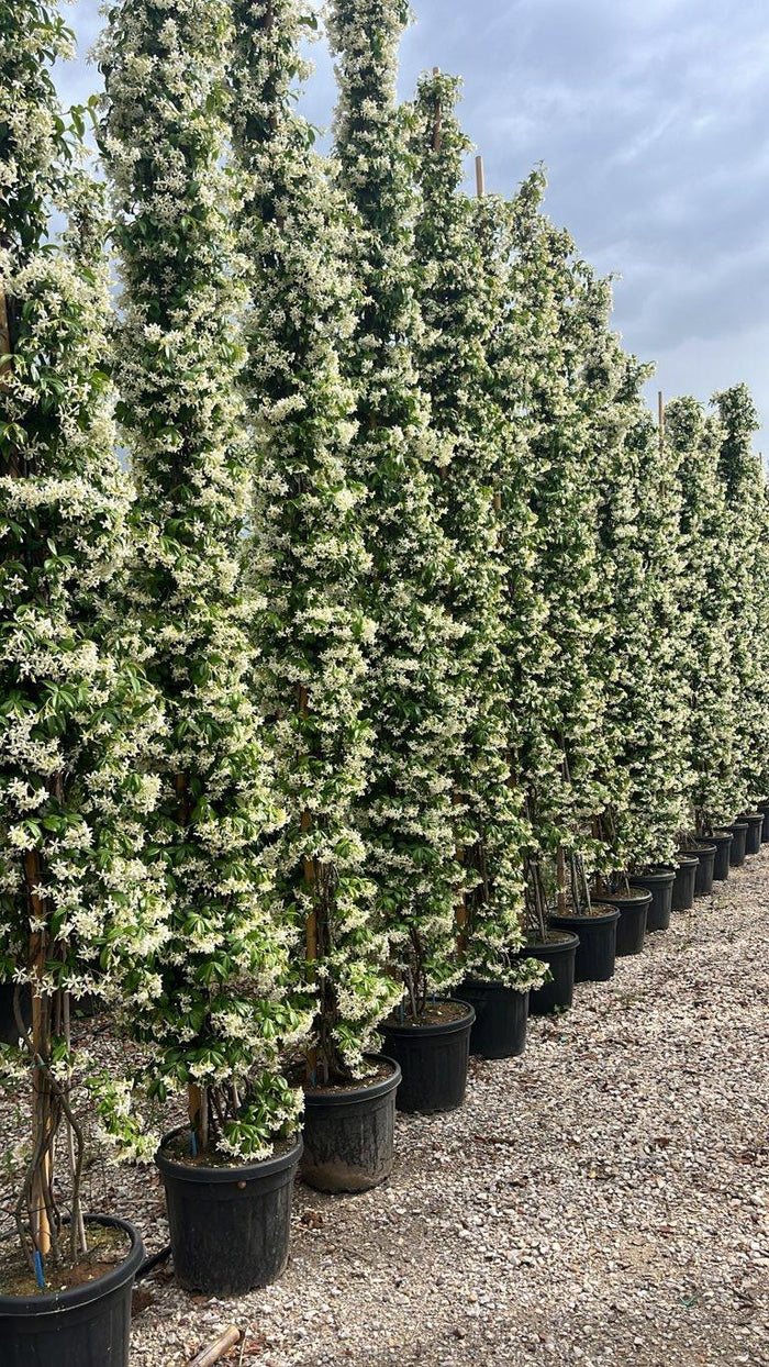 TRACHELOSPERMUM JASMINOIDES Ringosperma